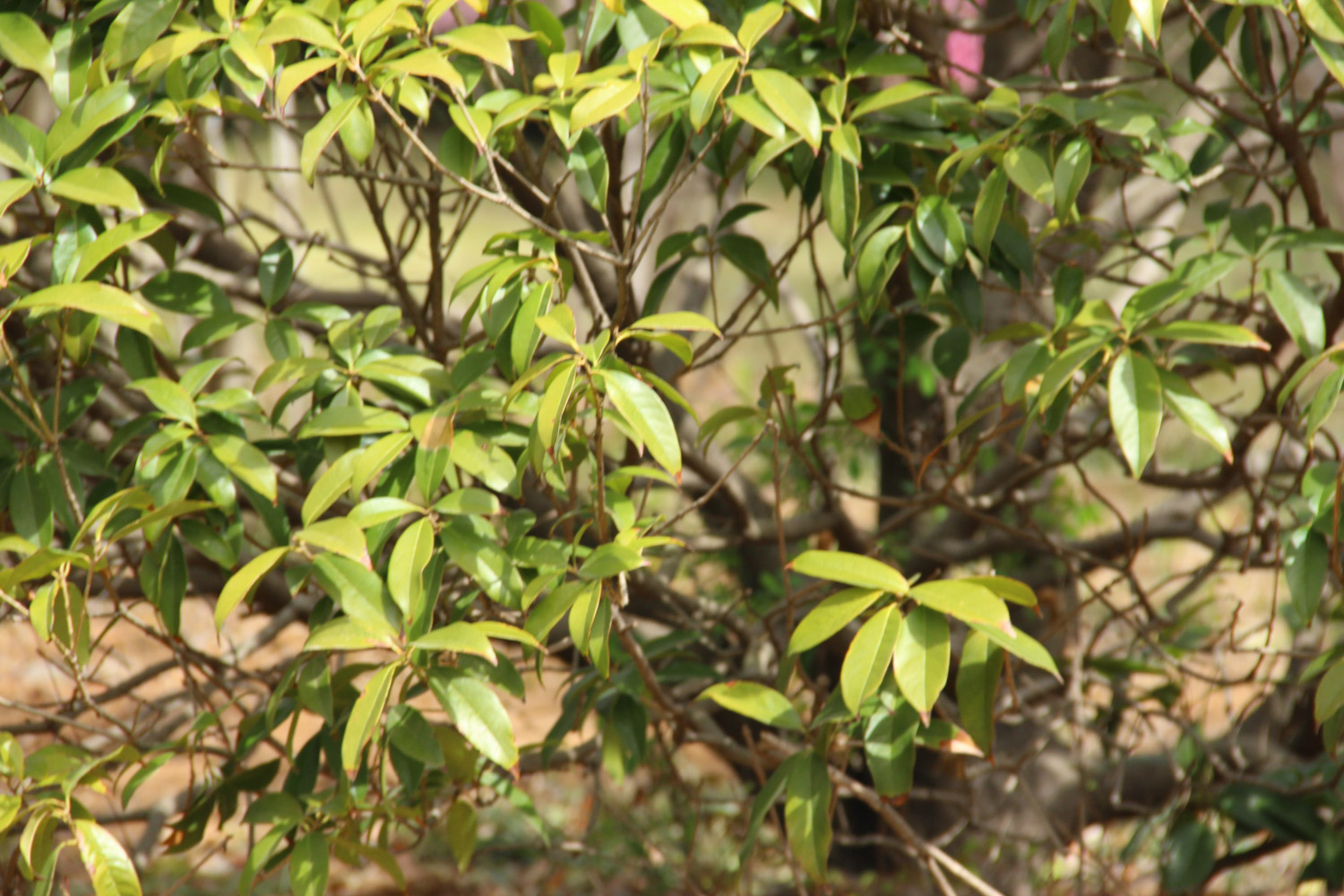 sweet-scented osmanthus