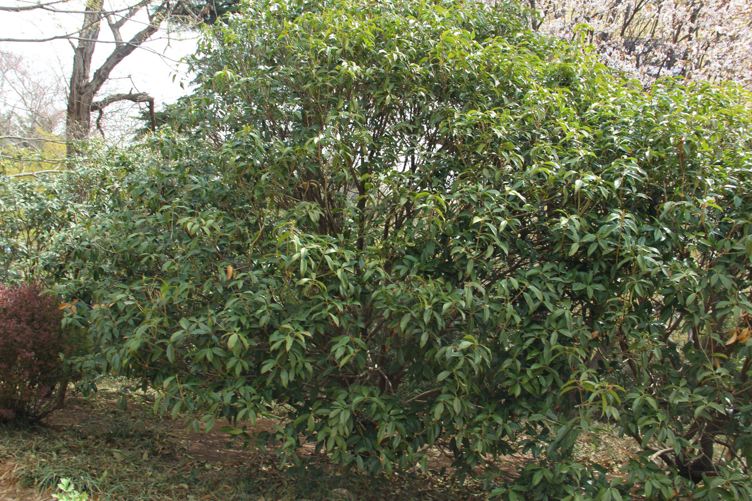 sweet-scented osmanthus