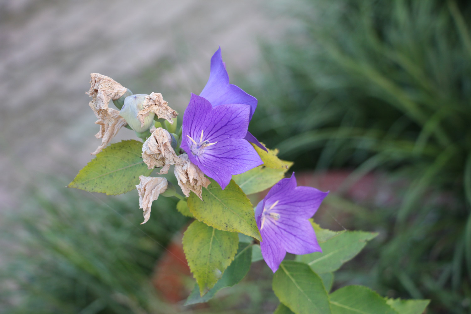 Chinese bellflower