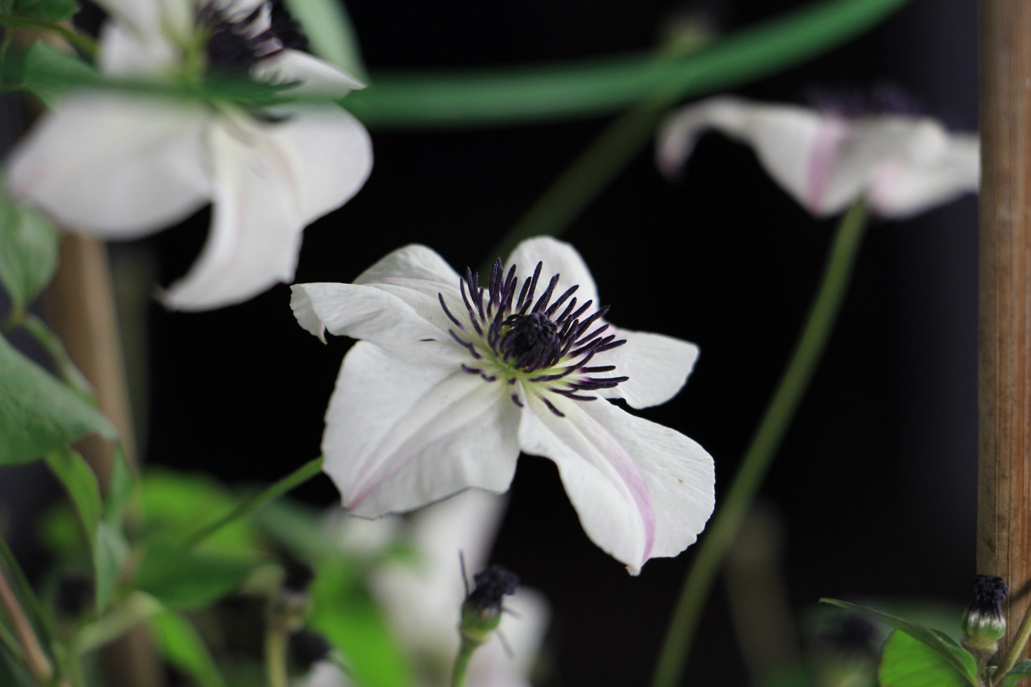 Clematis