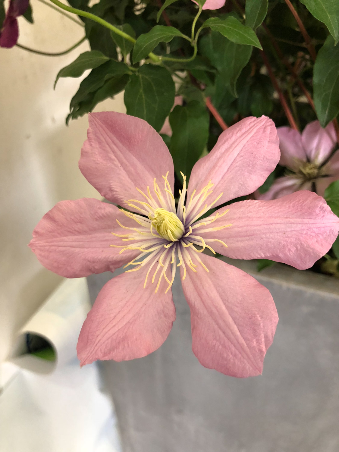 Clematis