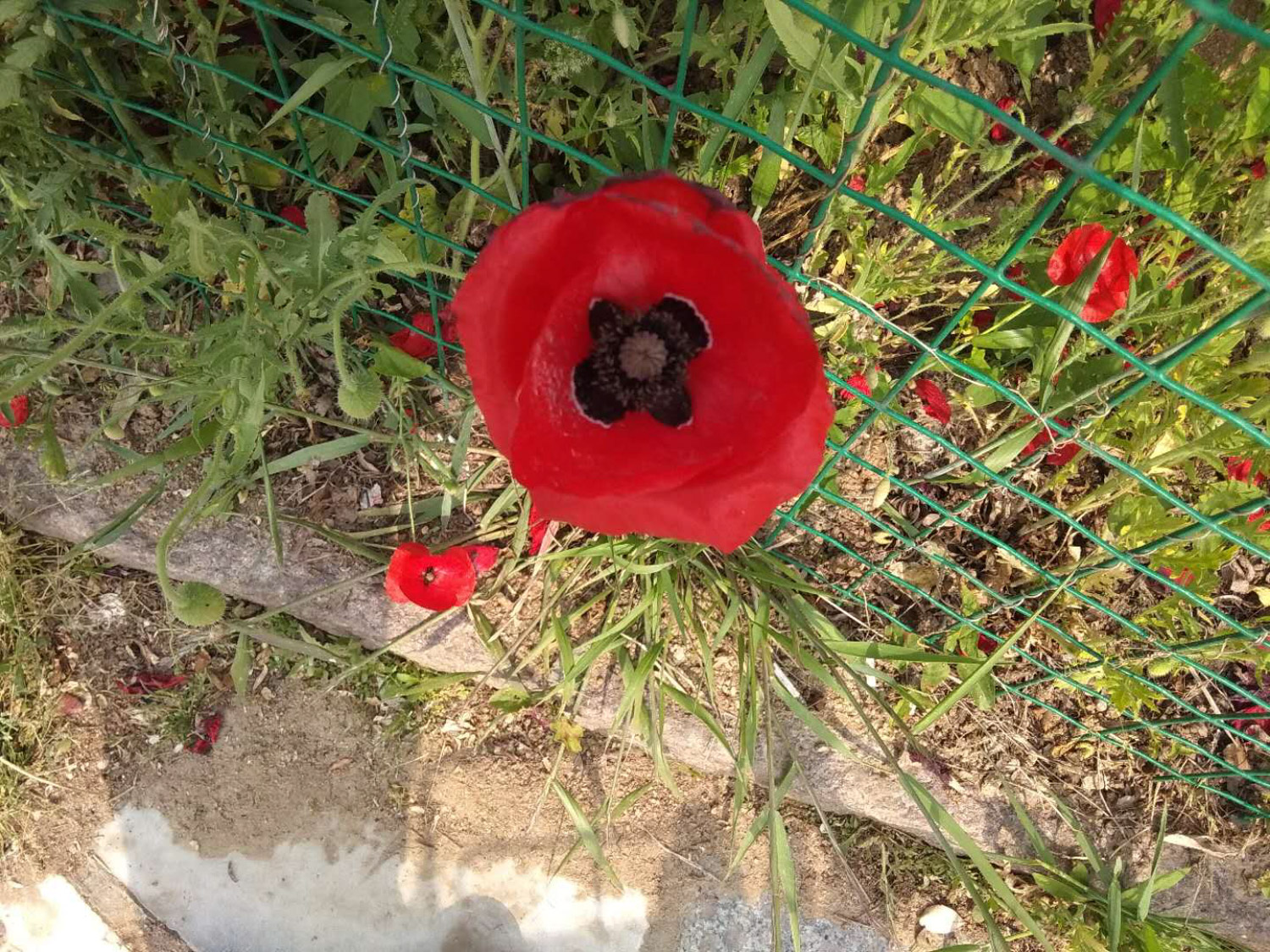 corn poppy