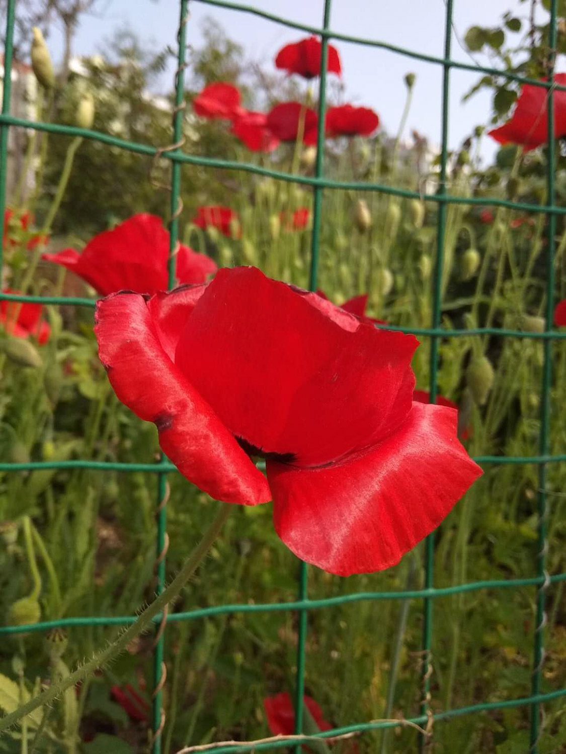 corn poppy