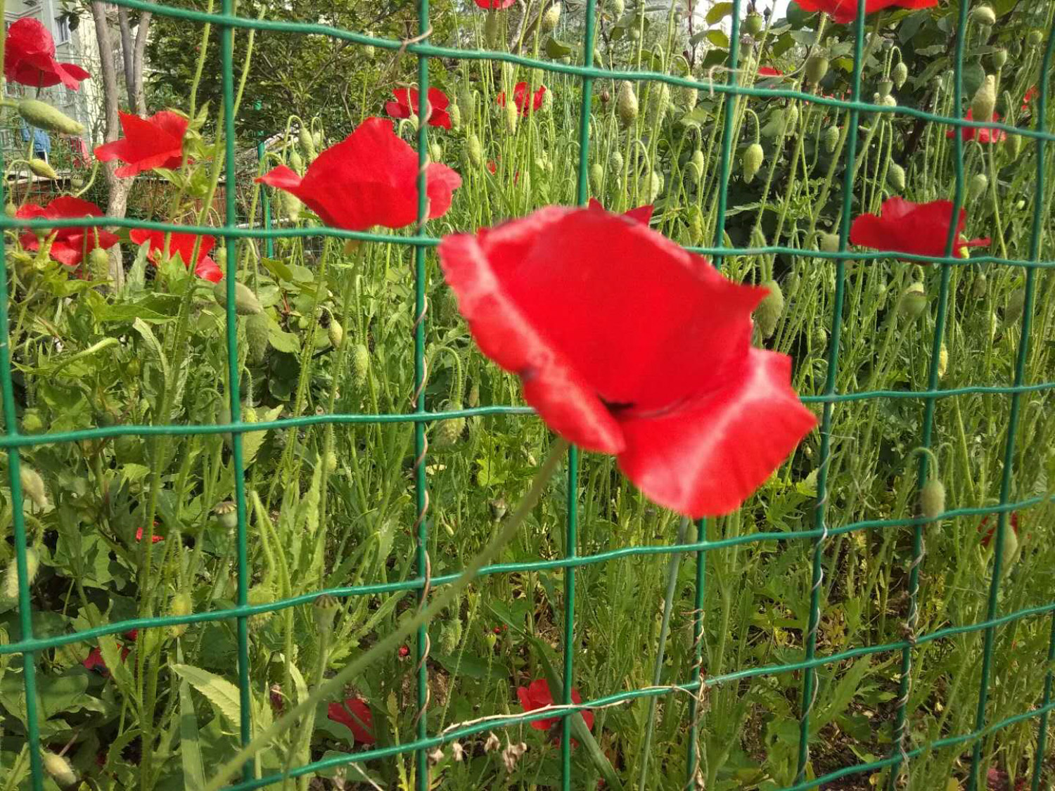 corn poppy