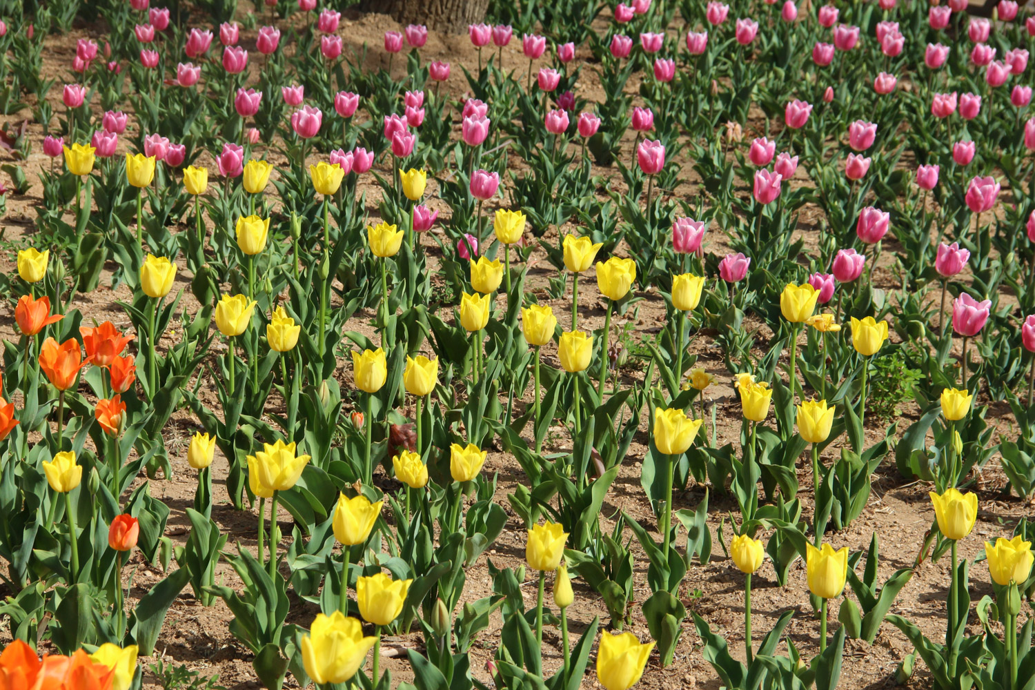 tulips