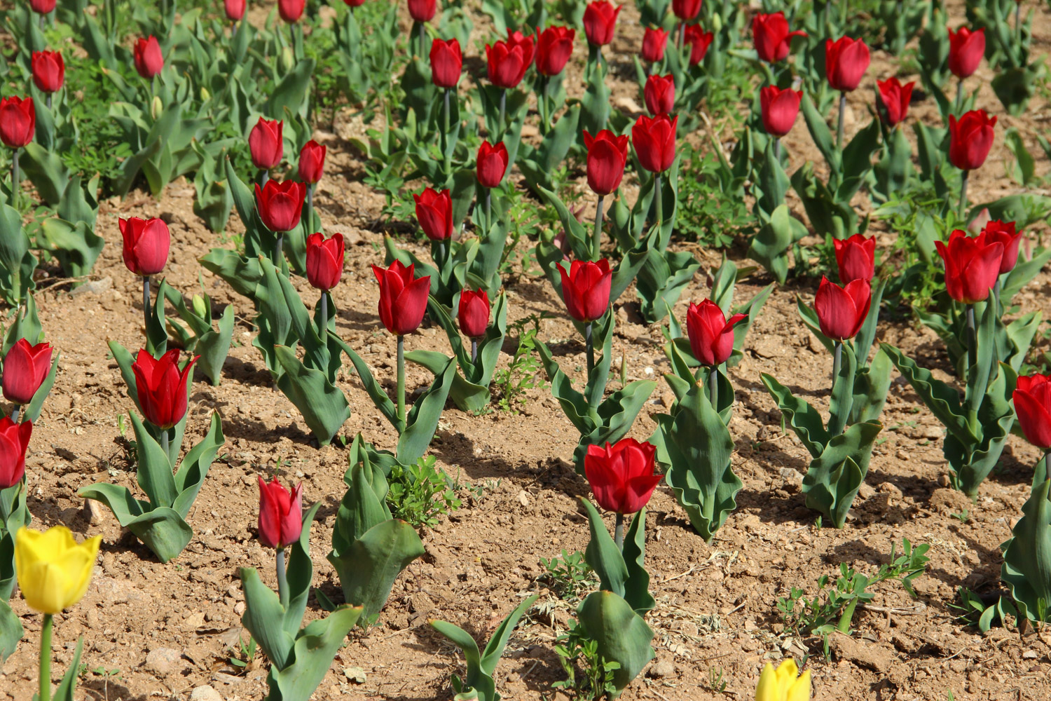 tulips