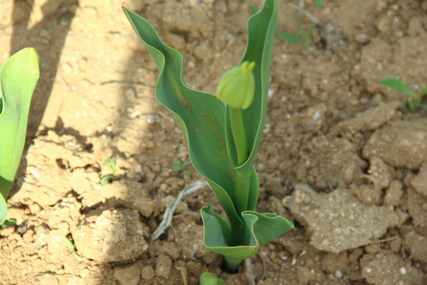 tulips