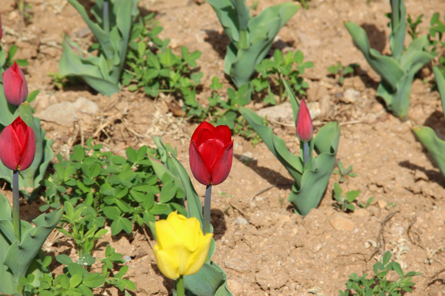 tulips