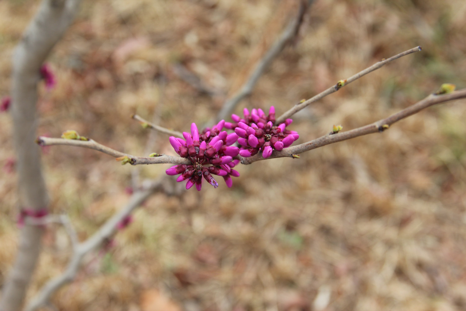 Bauhinia