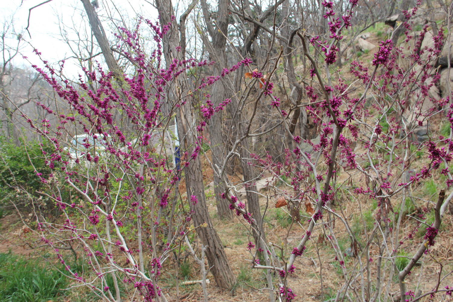 Bauhinia