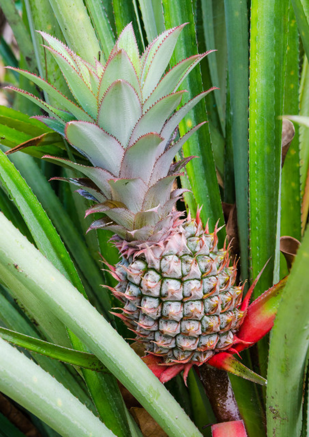 pineapple