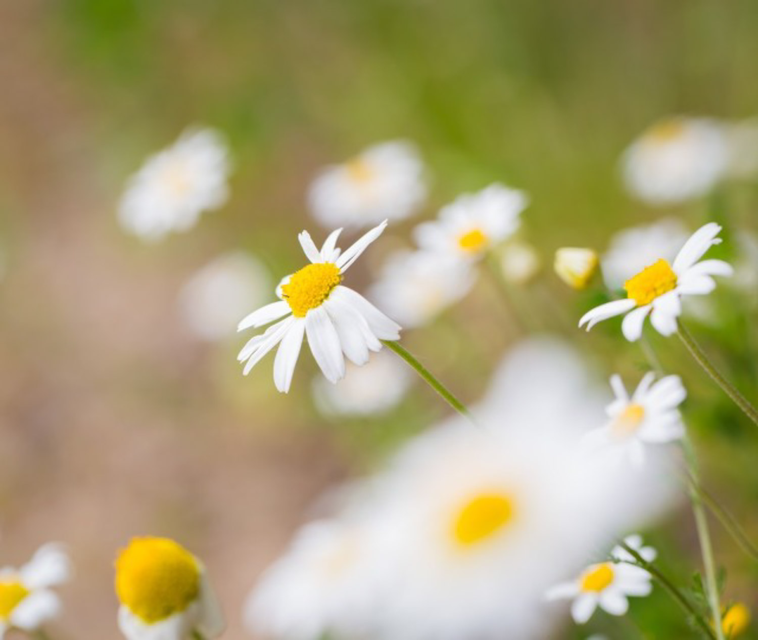 Chrysanthemum