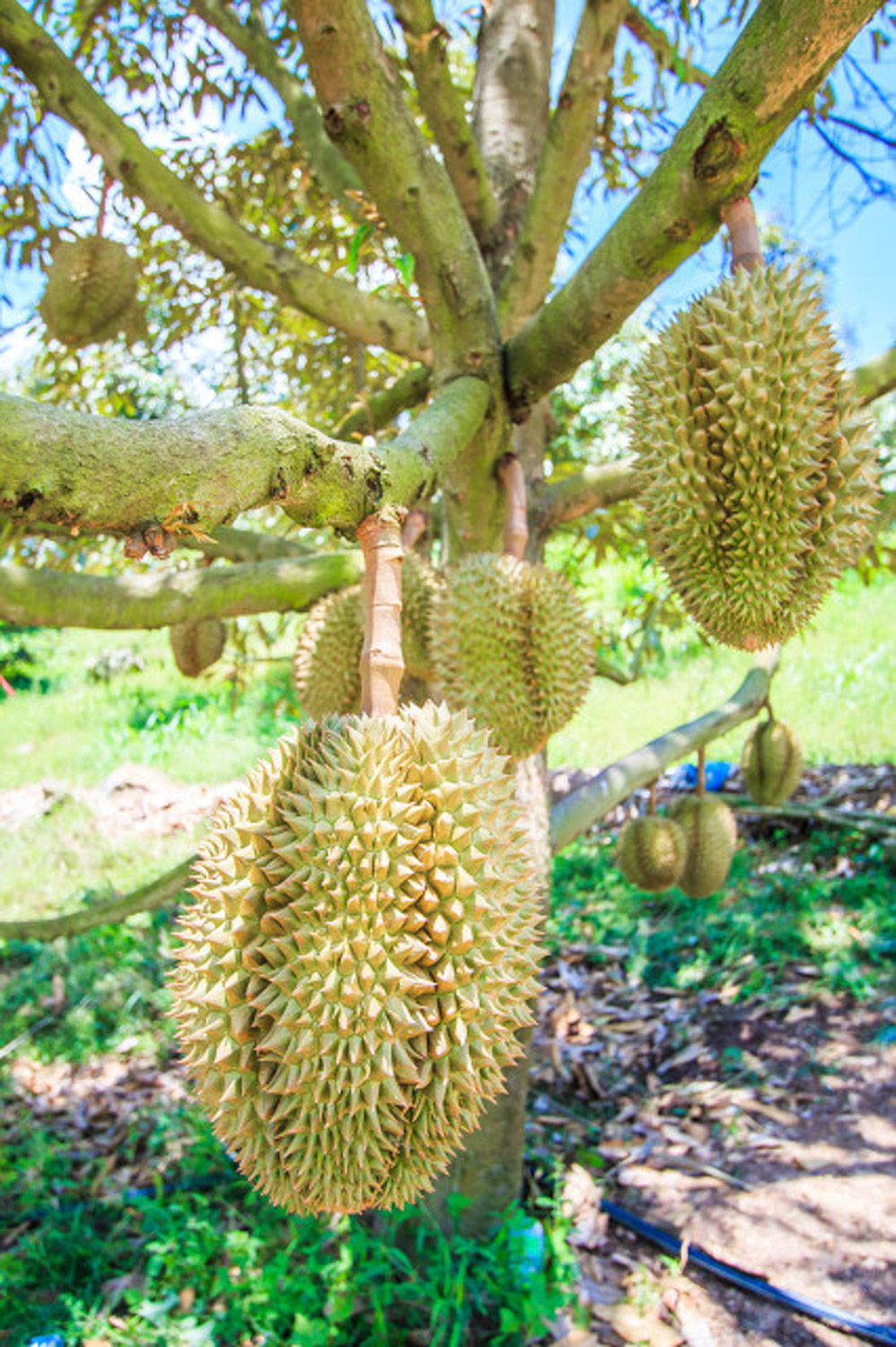 Durian