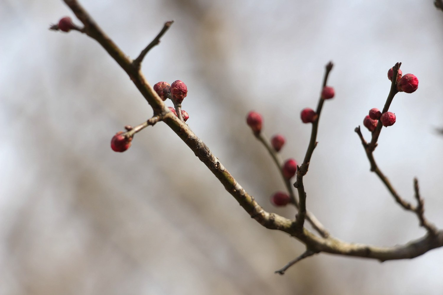 Plum blossom