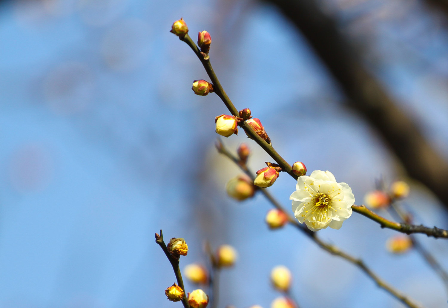 Plum blossom