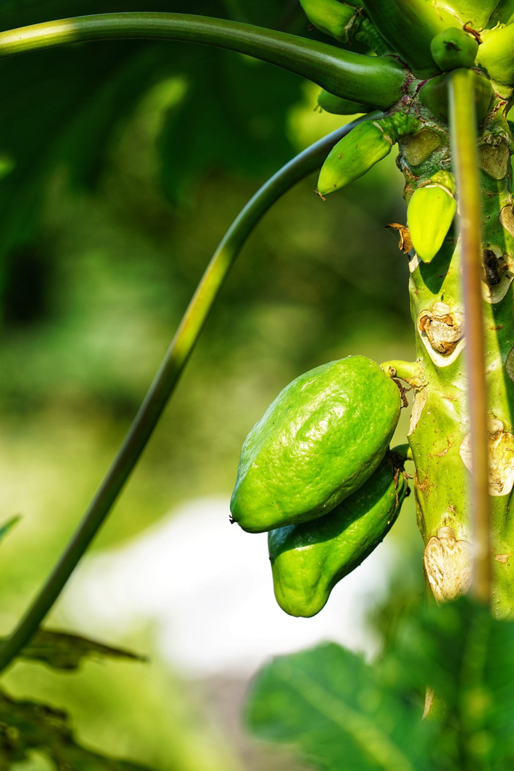 Papaya