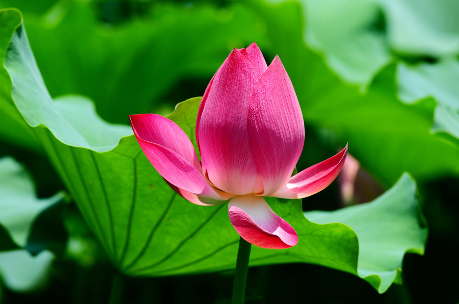 Lotus