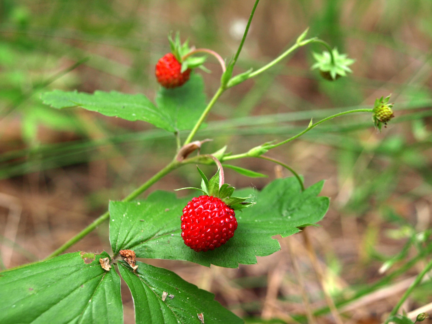 Duchesnea indica