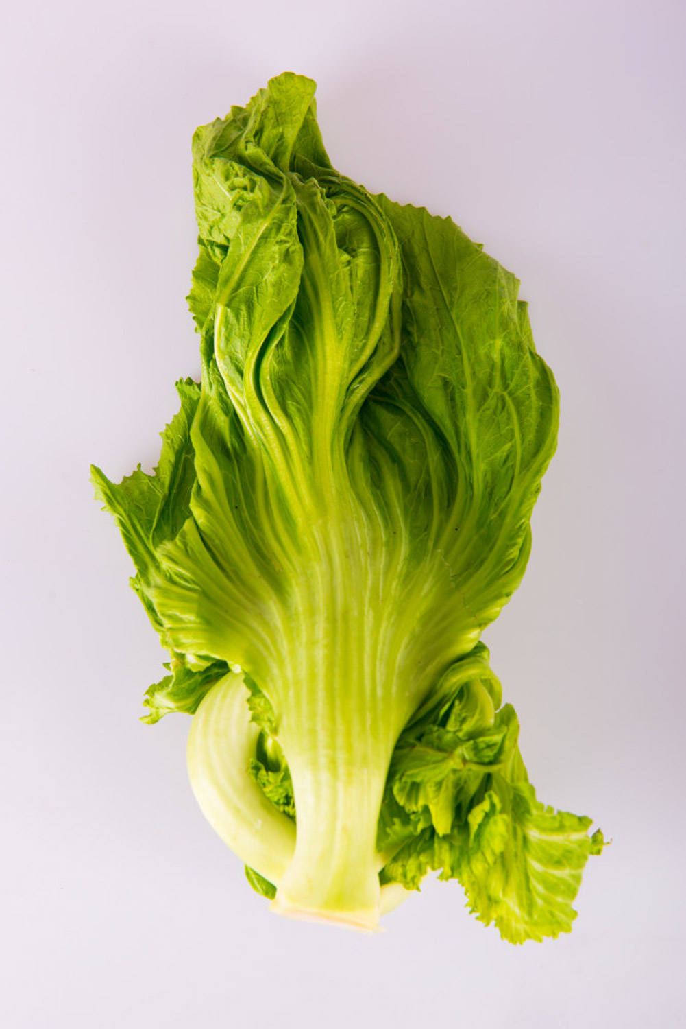 romaine lettuce