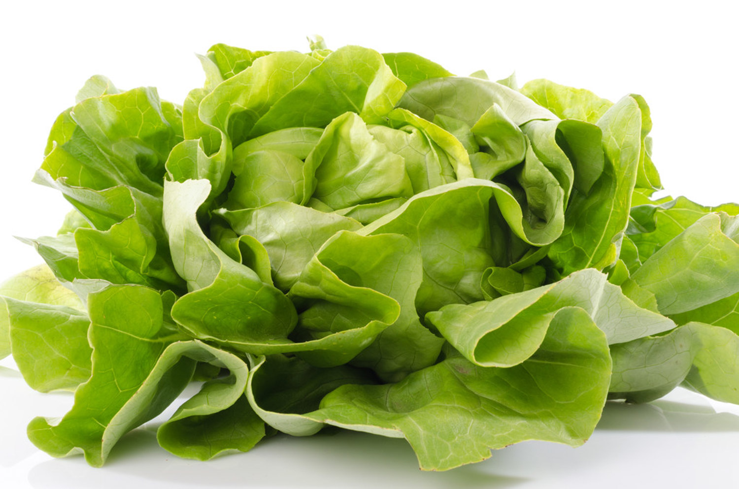 romaine lettuce