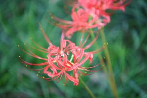 Is the red flower poisonous? Is it precious