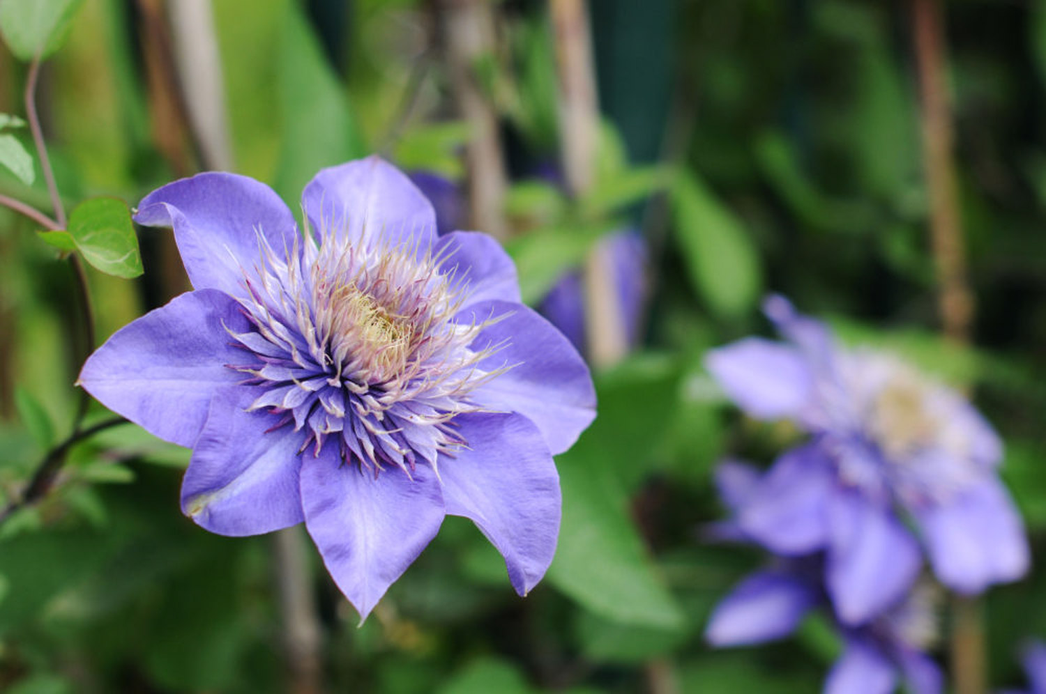 Clematis