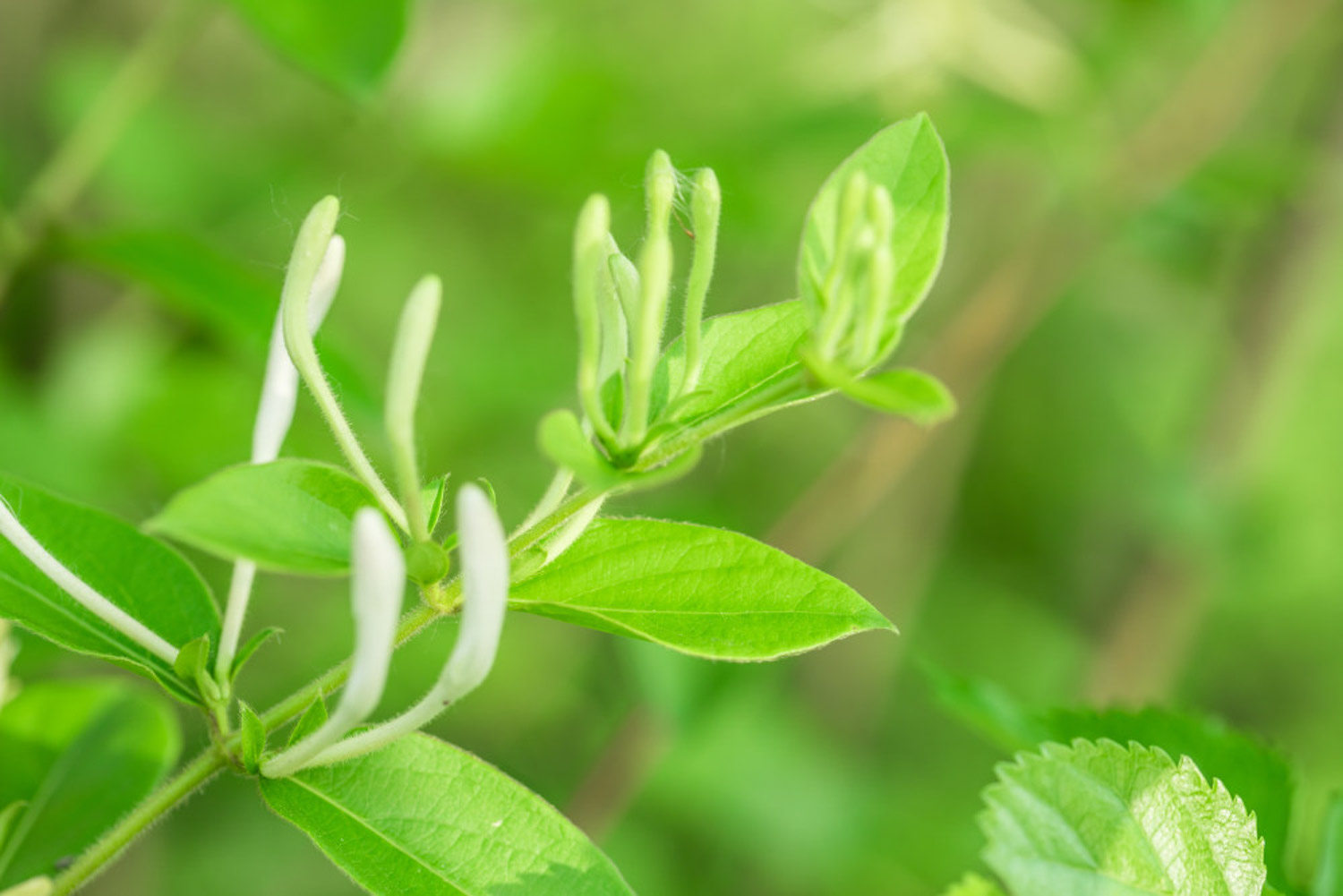 Honeysuckle