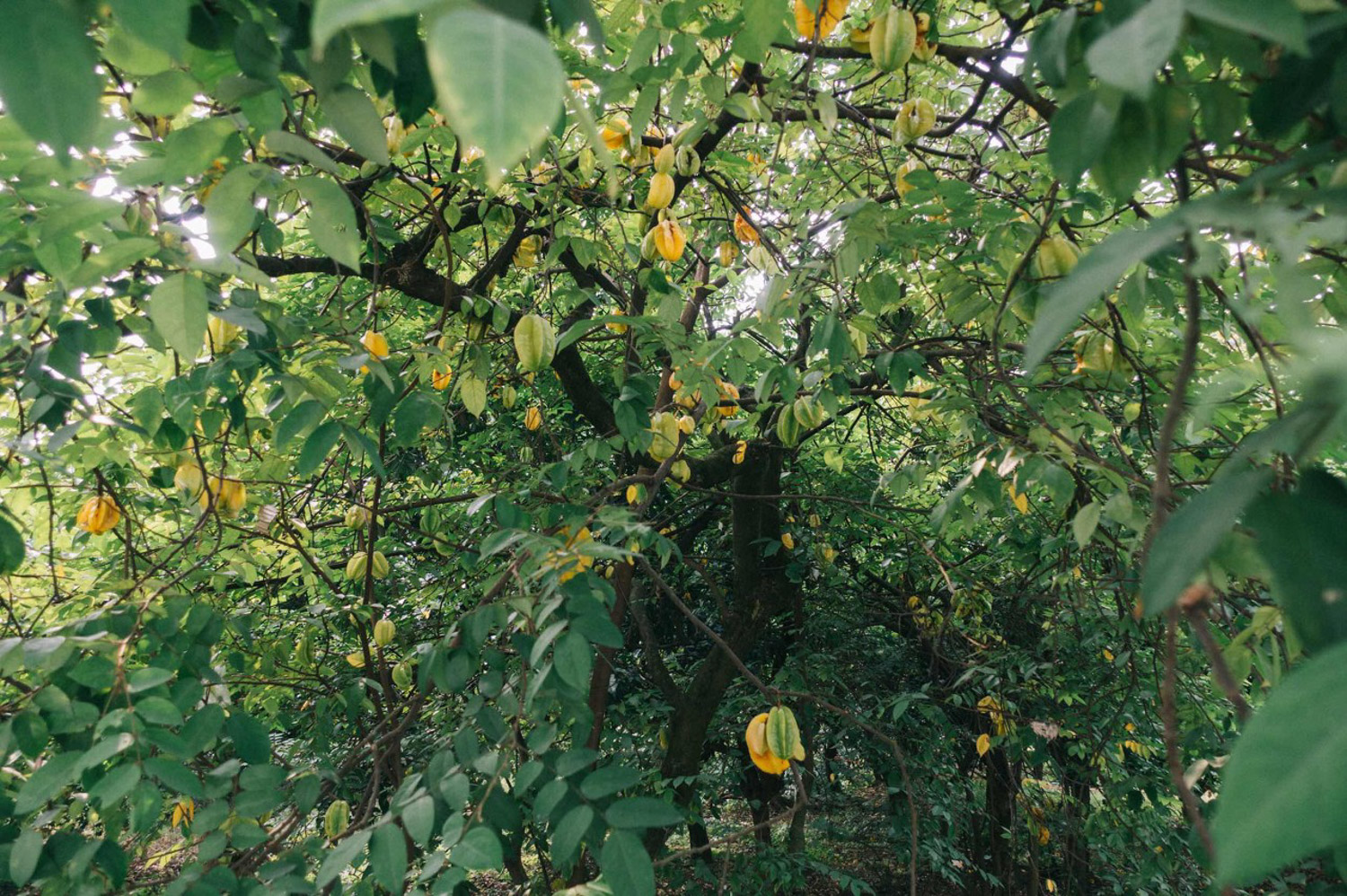 Carambola