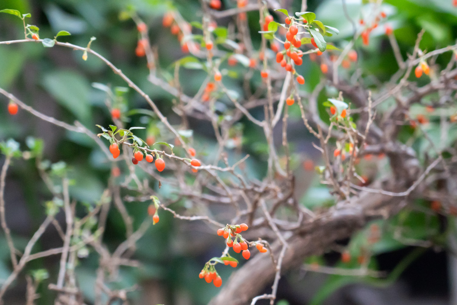 Chinese wolfberry