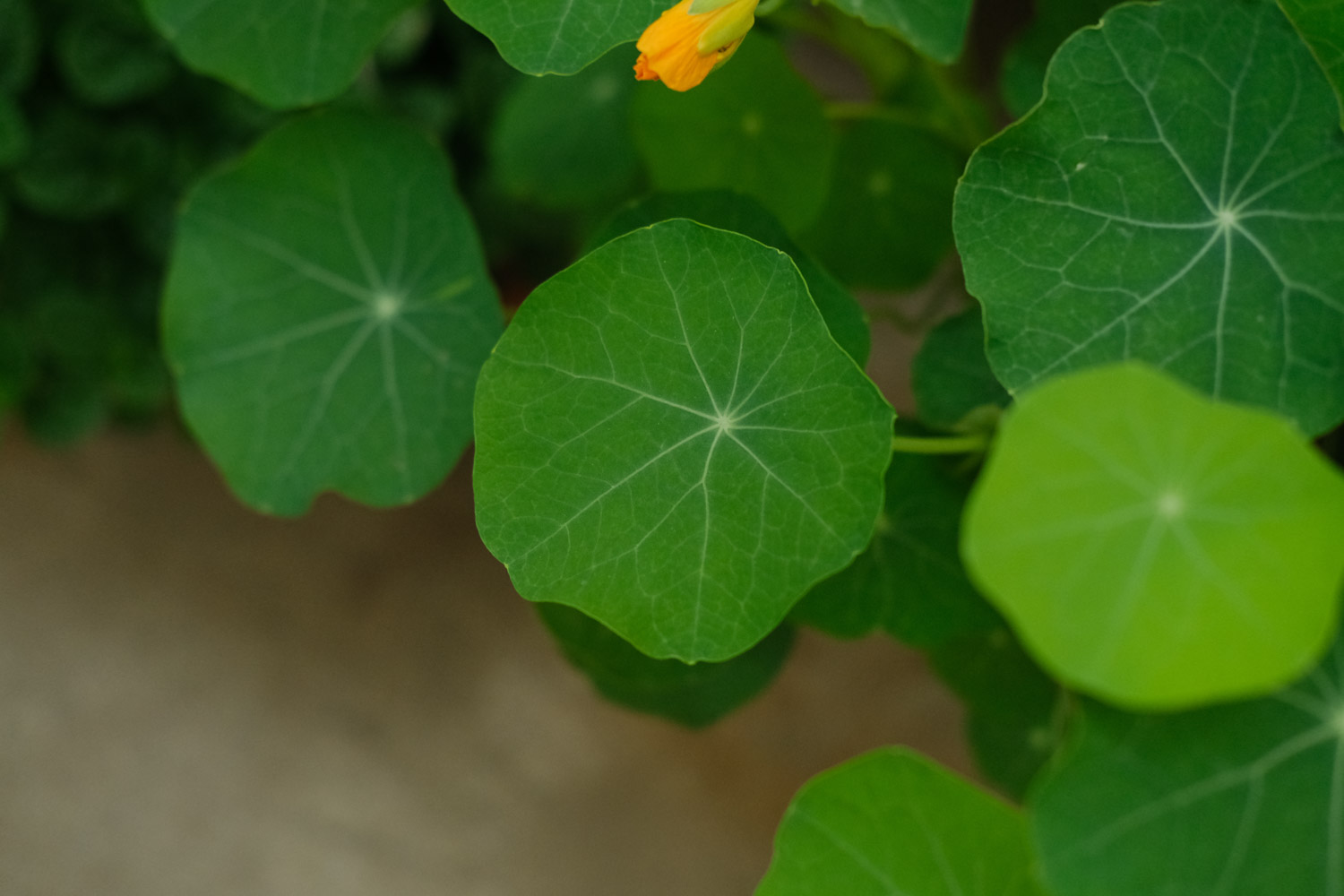 garden nasturtium