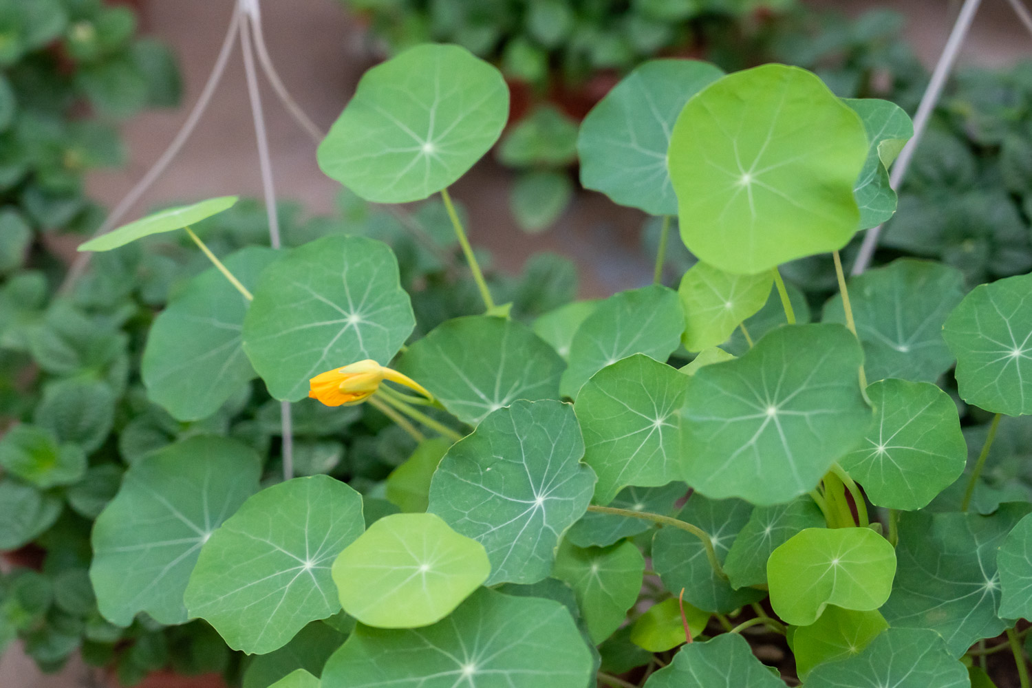 garden nasturtium