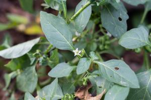 How to eat Solanum nigrum fruit? What efficacy and function does it have