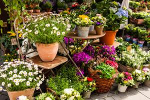 What are the taboos of the flower language and moral meaning of fruit taro