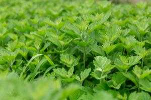 how long until tomato plants bear fruit