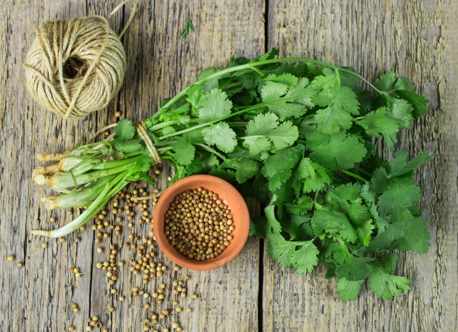 coriander