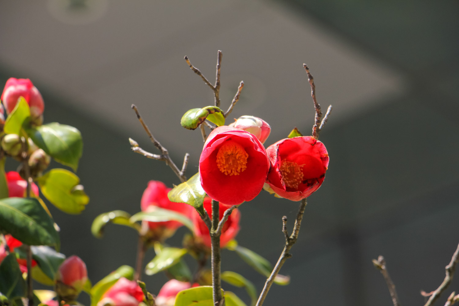 Camellia flower language and its representative meaning, camellia