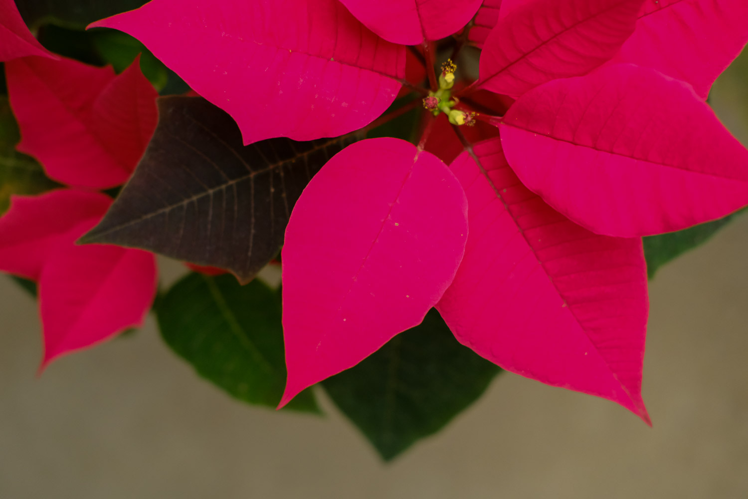 poinsettia