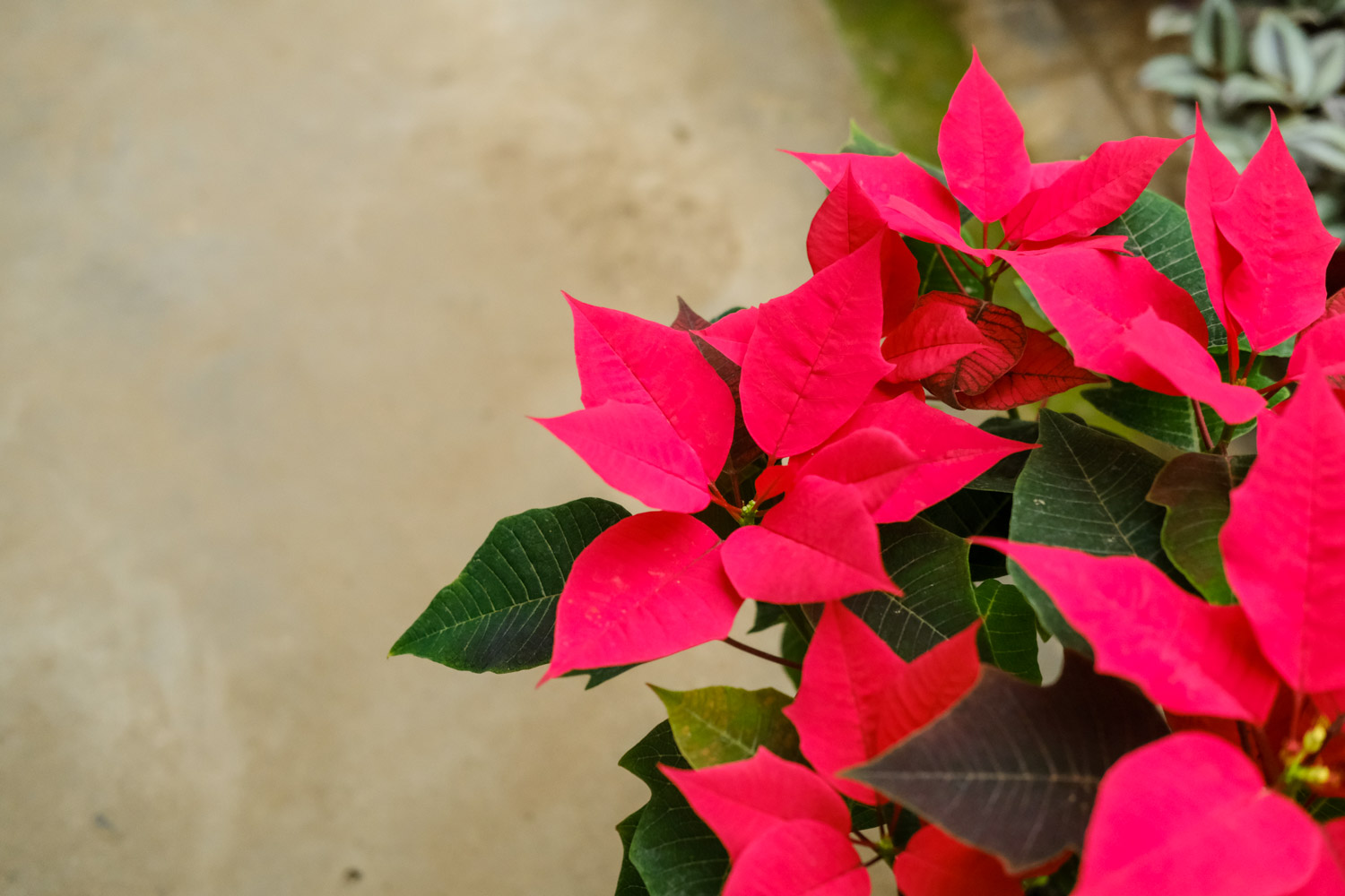 poinsettia