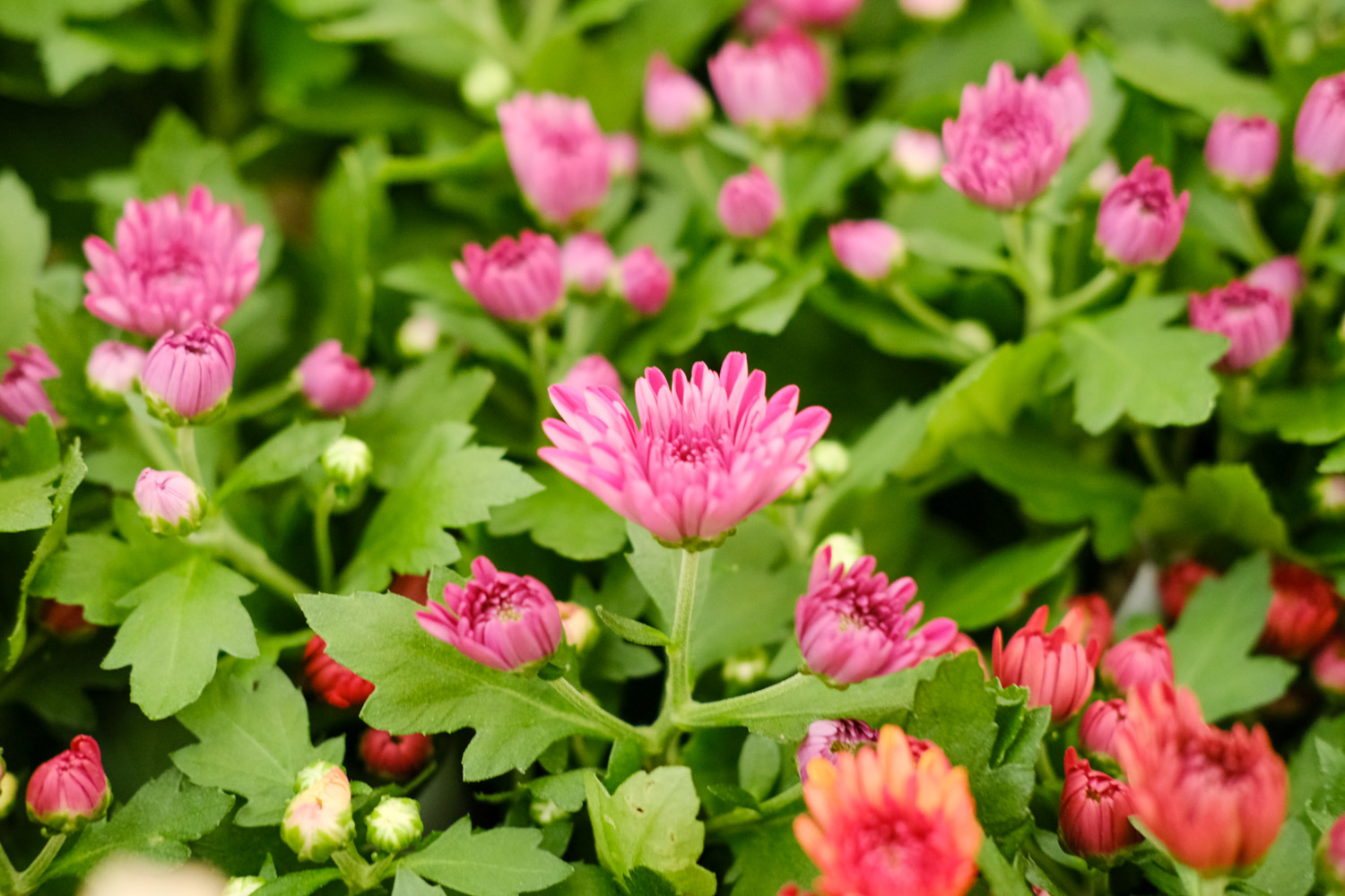 Chrysanthemum