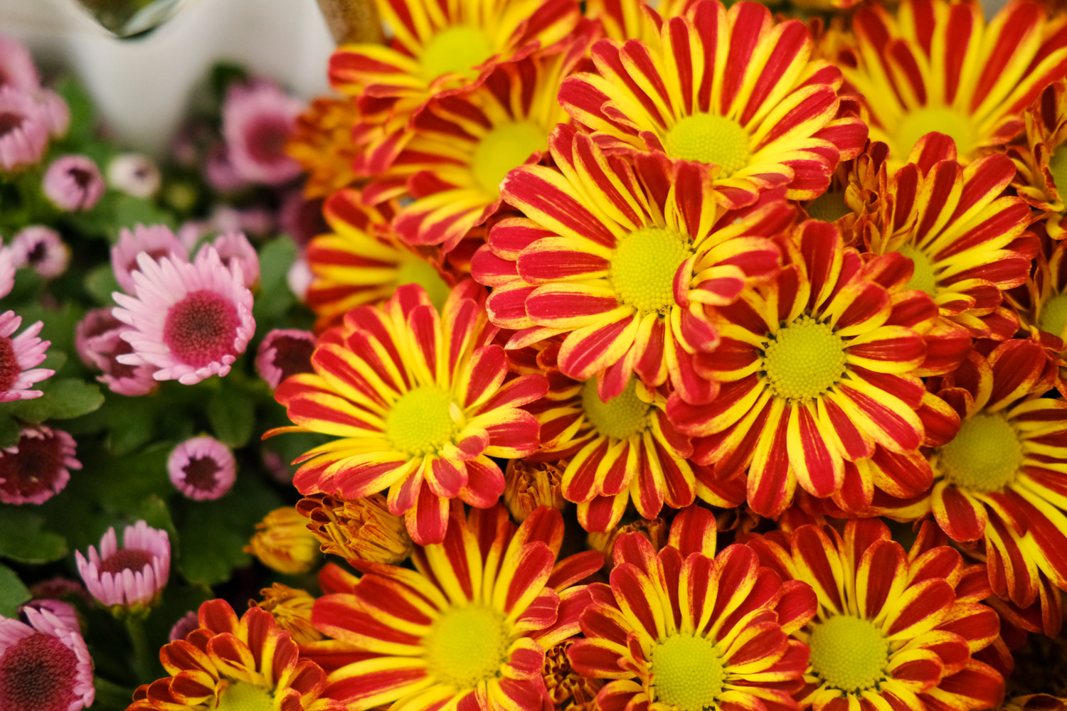 Chrysanthemum