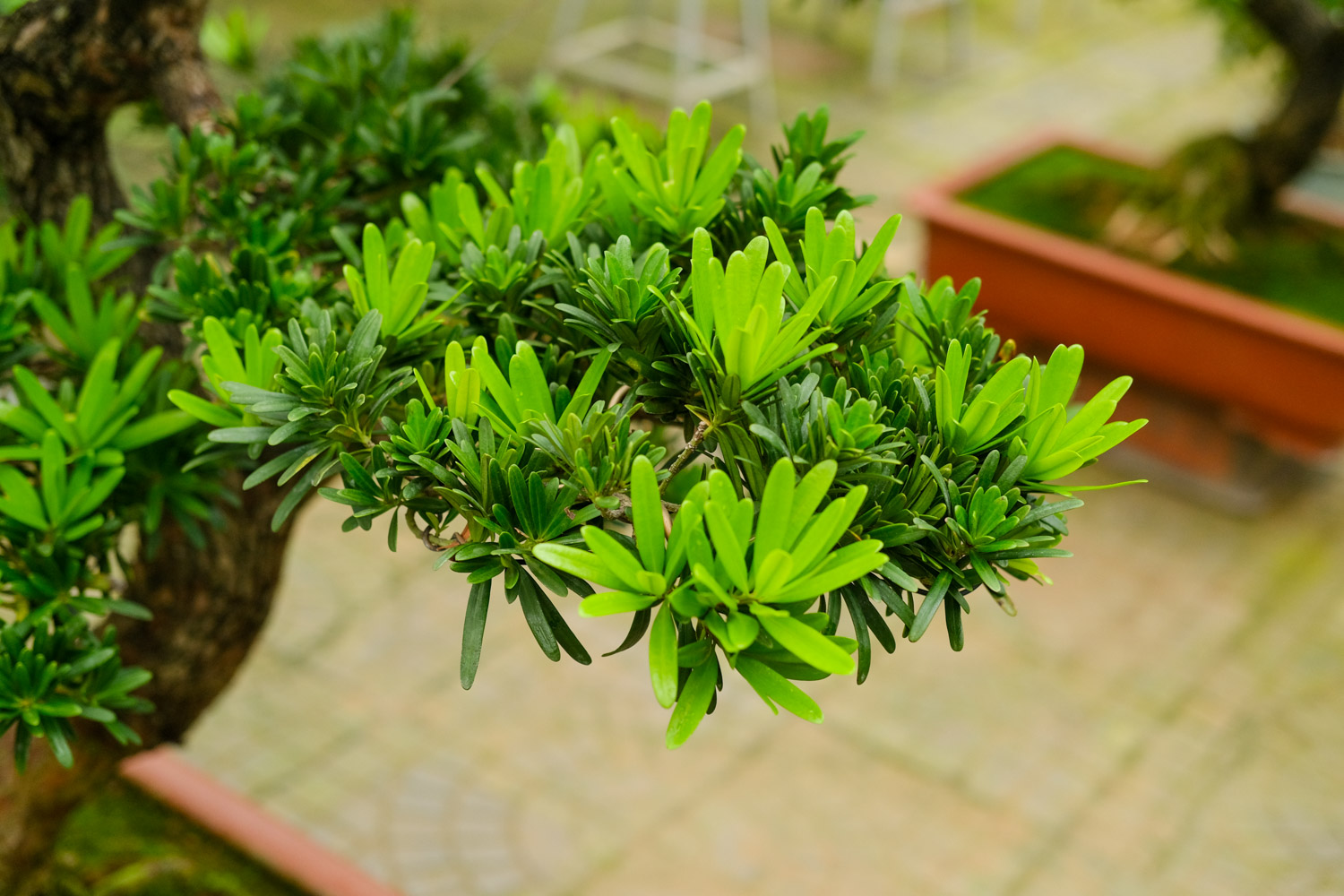 Podocarpus