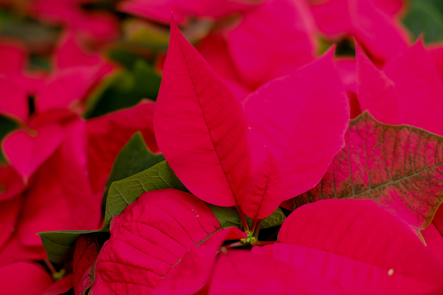 poinsettia