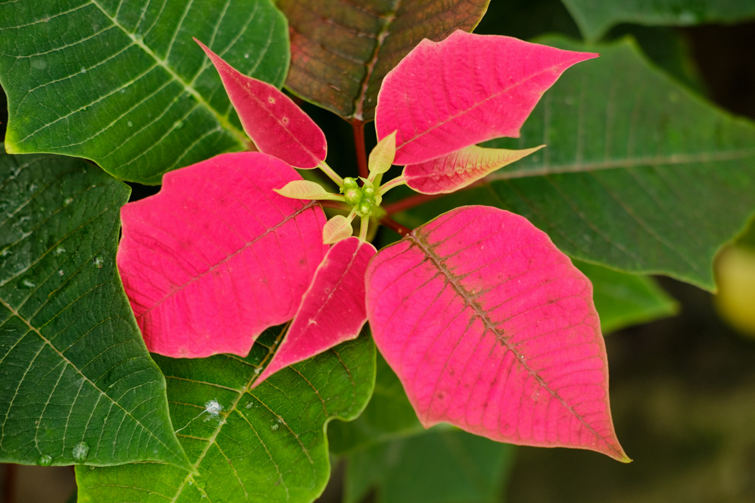 poinsettia