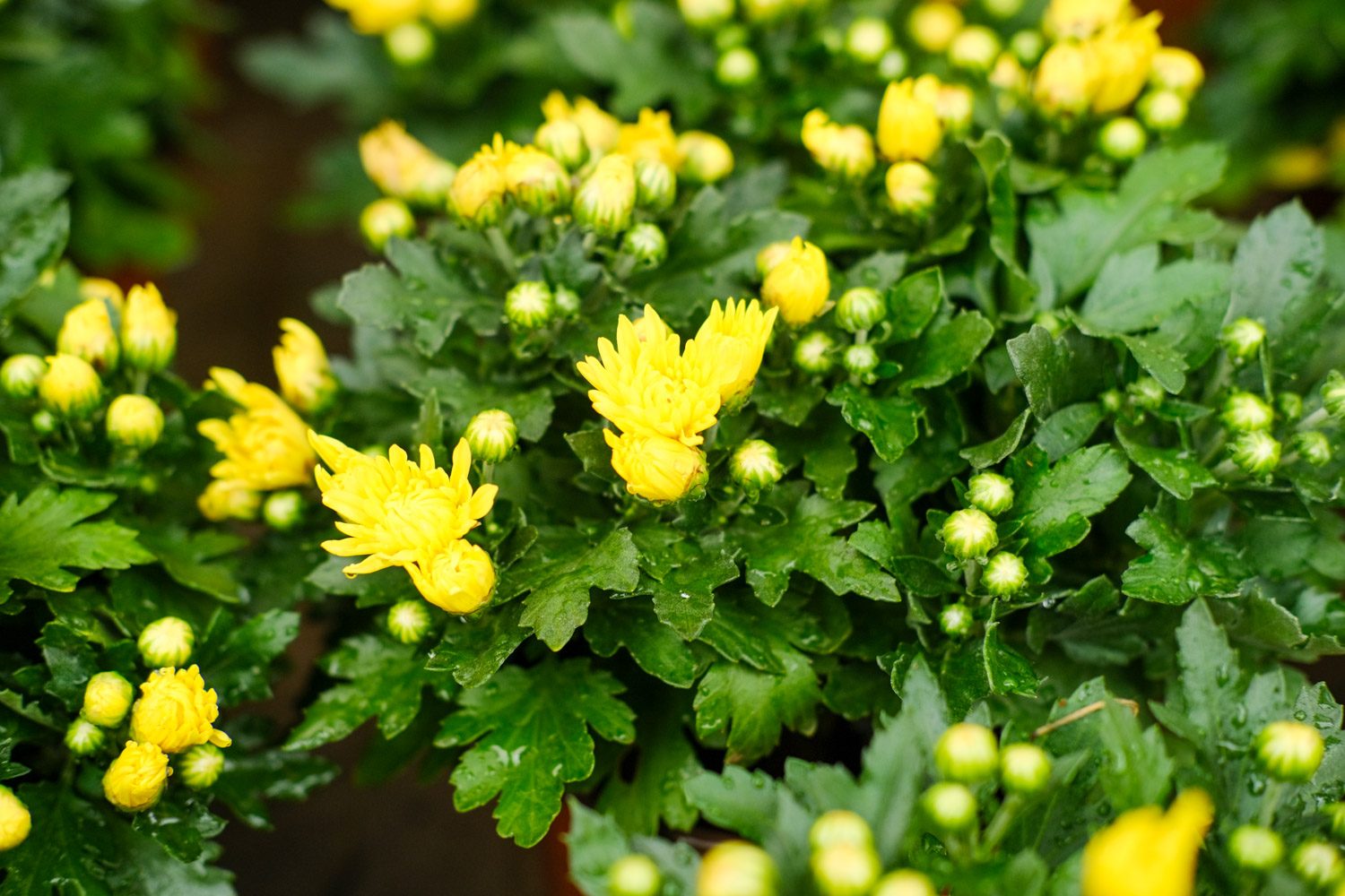 Chrysanthemum