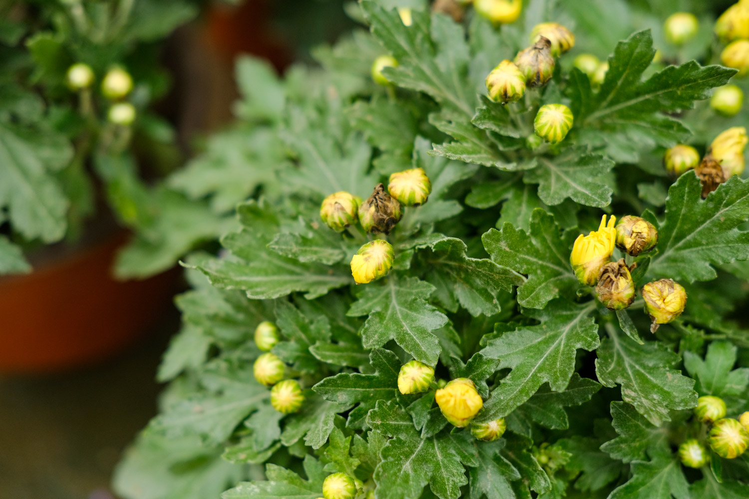 Chrysanthemum