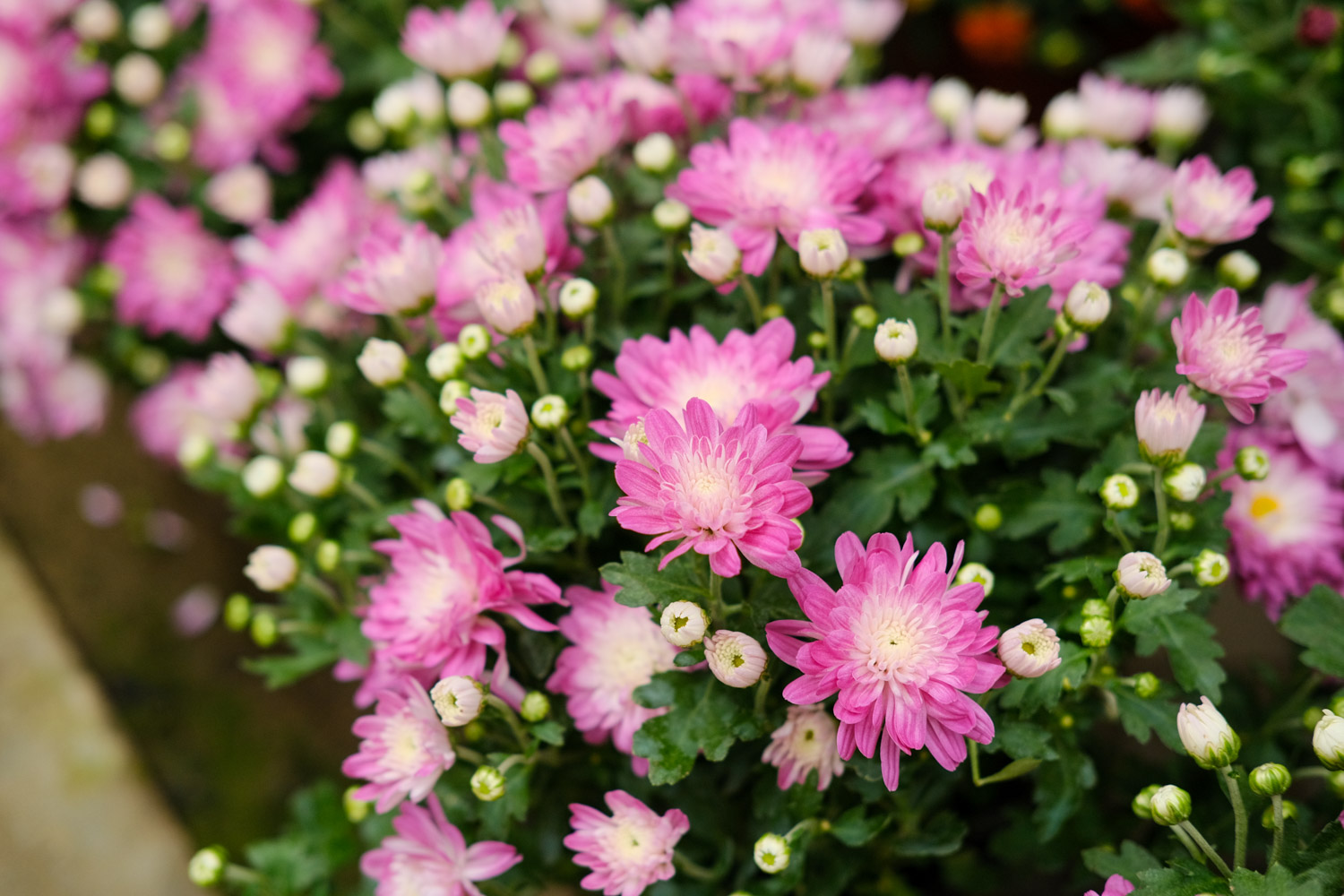 Chrysanthemum