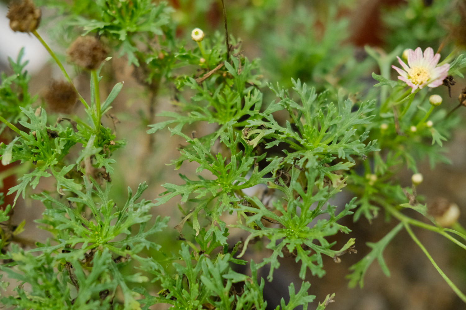 Chrysanthemum