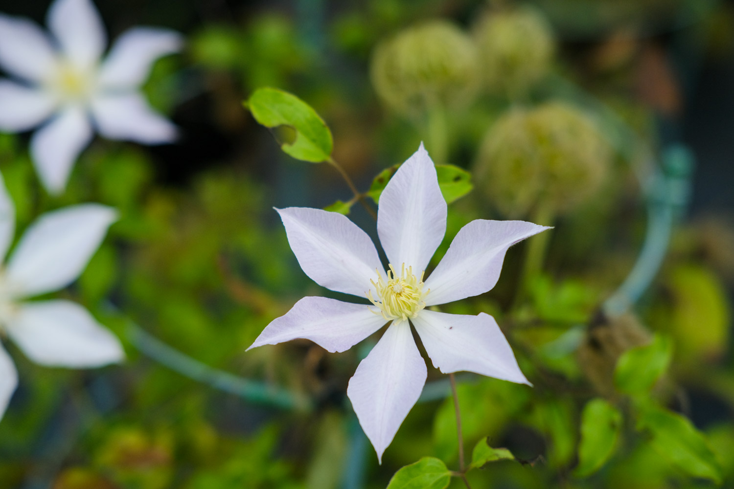 Clematis