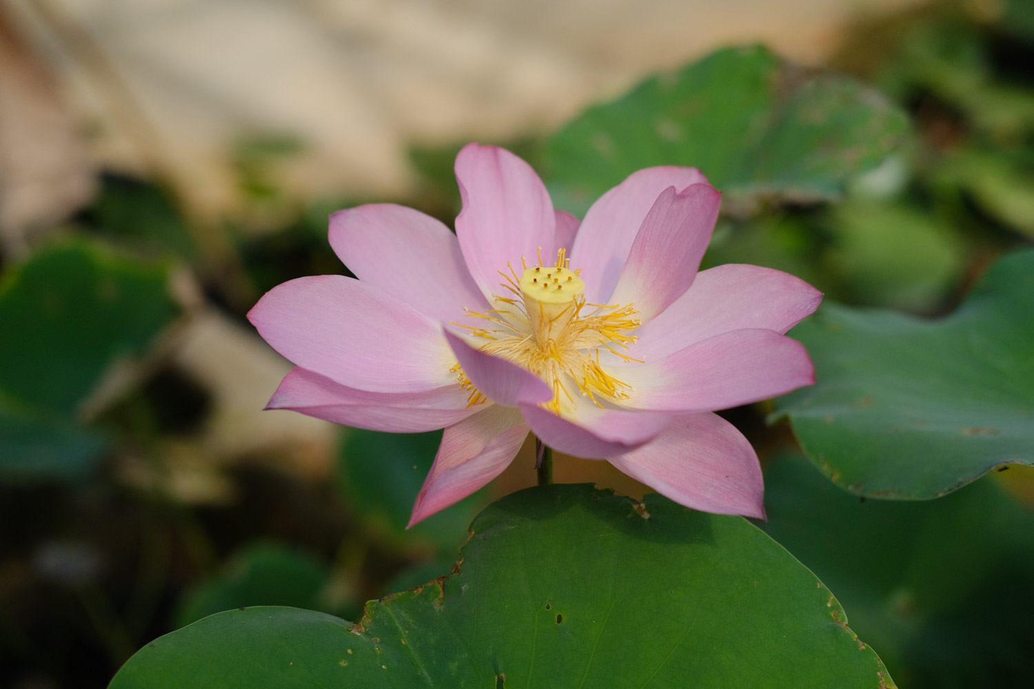 Is the lotus poisonous? Can you put it in the bedroom - Flower wiki
