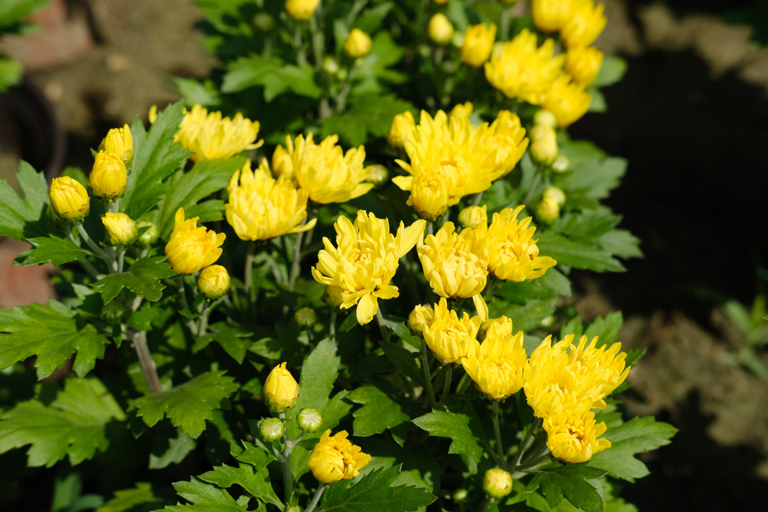 Chrysanthemum